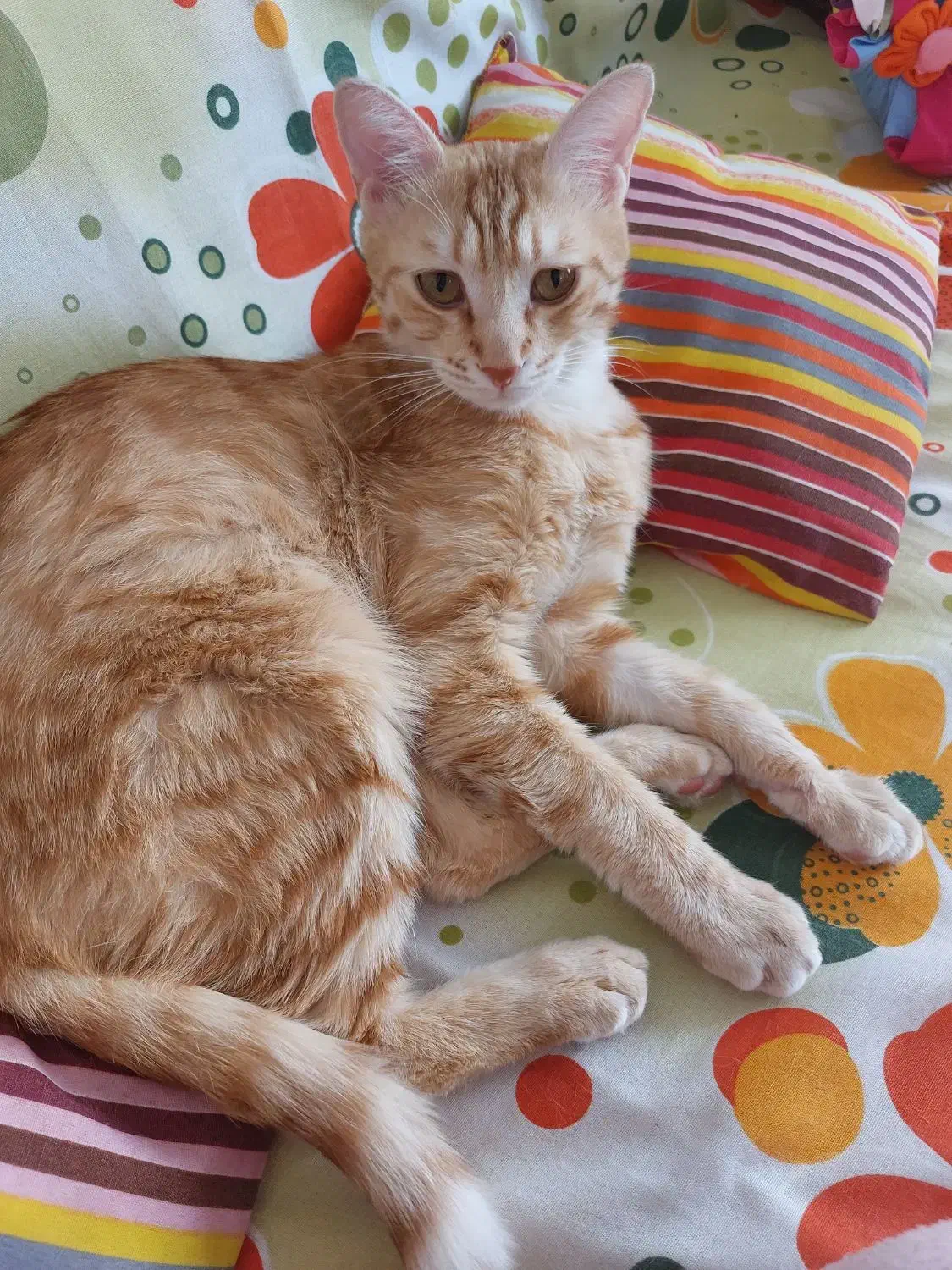 واگذاری گربه نارنجی یک ساله|گربه|اردبیل, |دیوار