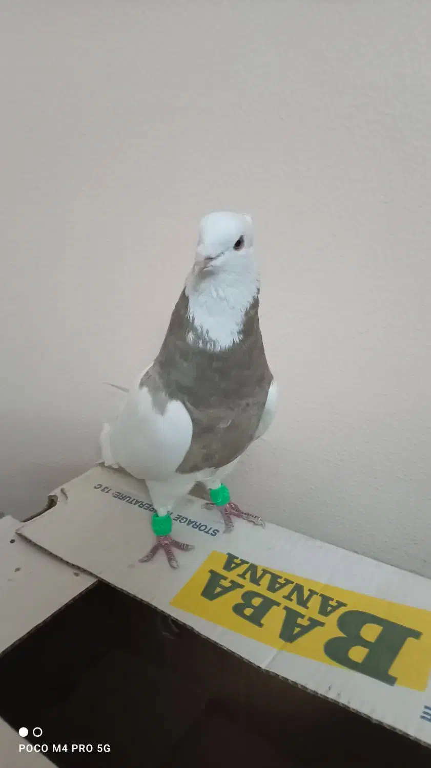 طوقی نر کارتونی|پرنده|شاهین‌شهر, طالقانی|دیوار