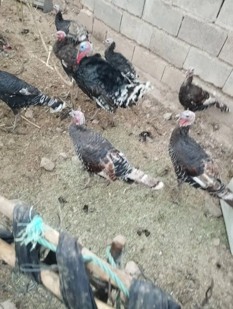 پنج عدد بوقلمو ماده دونه یک تومان|حیوانات مزرعه|اندیمشک, |دیوار