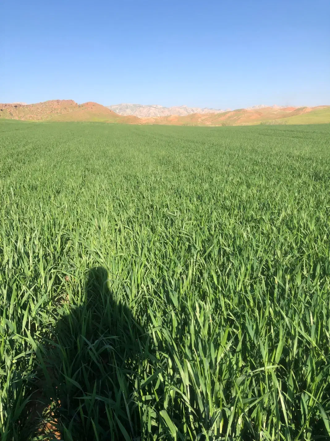 فروش گندم بذری|عمدهفروشی|سرپل ذهاب, |دیوار