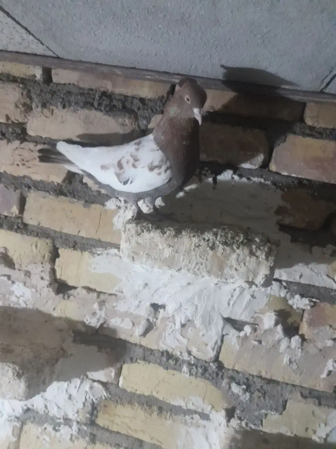 فروش|پرنده|بوئین زهرا, |دیوار