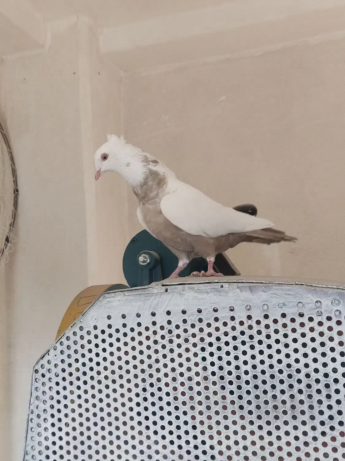 دم قهوه ای|پرنده|شیراز, شهرک مدرس|دیوار