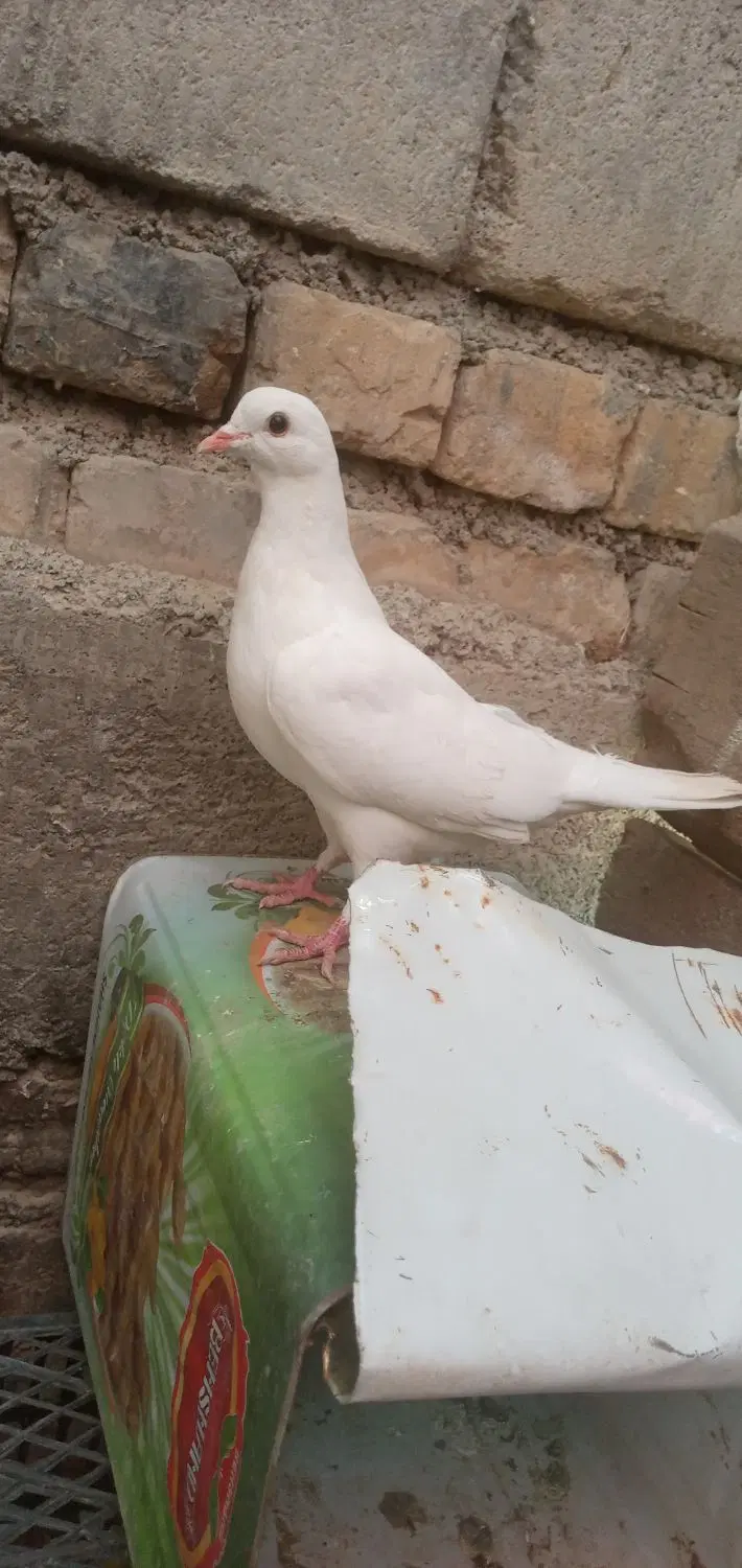 کبوتر|پرنده|اردل, |دیوار