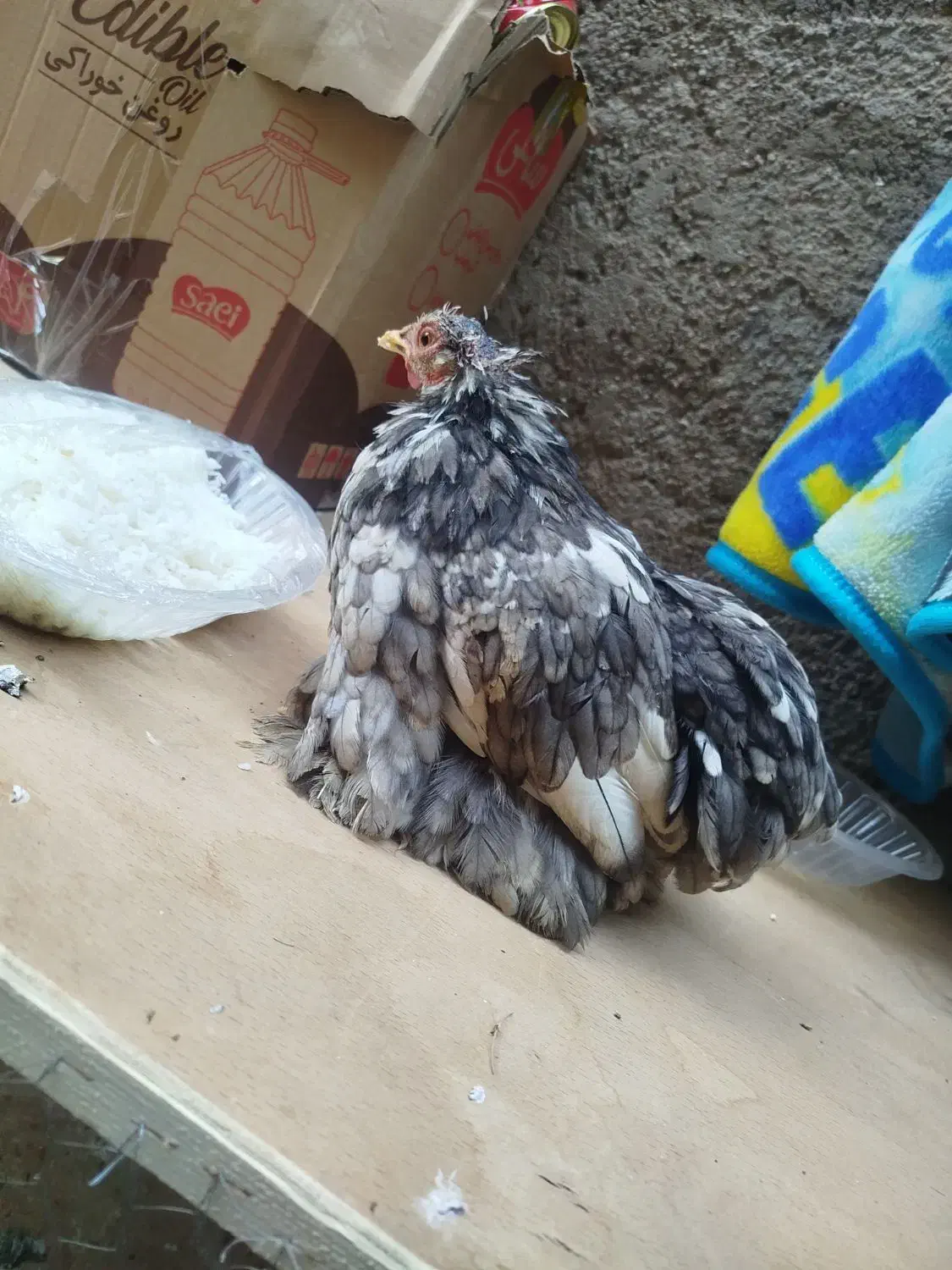 مرغ کوشین و و مرغ سیاه محلی پاپر|حیوانات مزرعه|شیراز, شهرک گلستان|دیوار