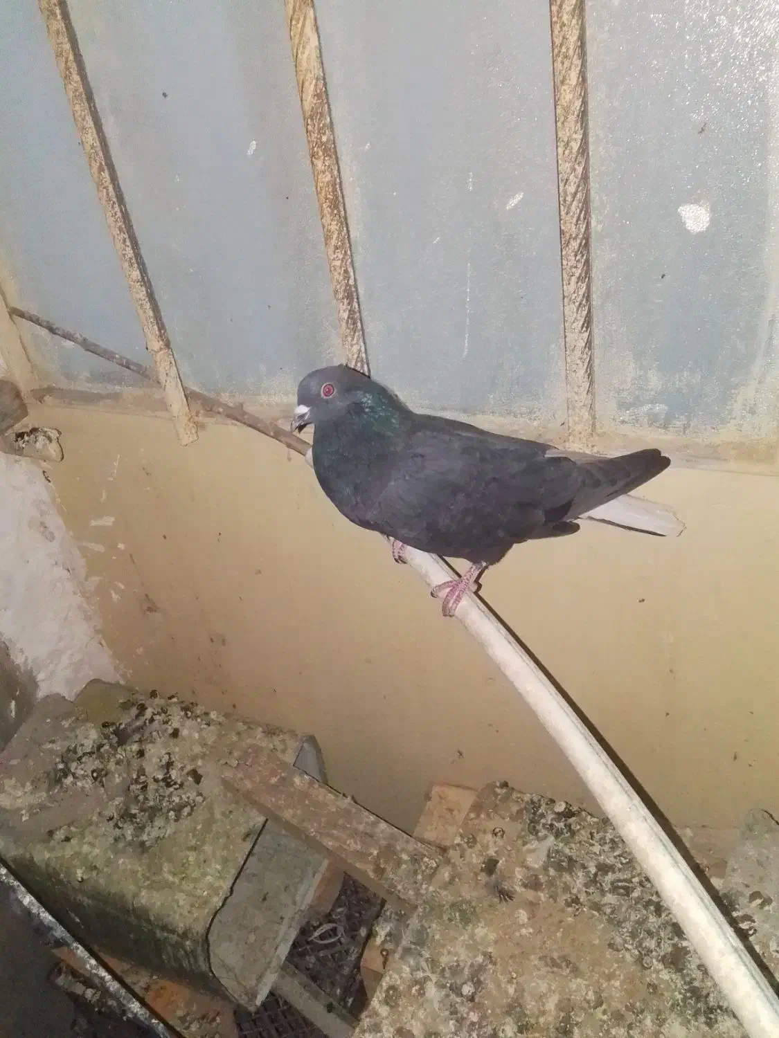 کبوتر دم سفید کربلایی طوقی|پرنده|خاش, |دیوار