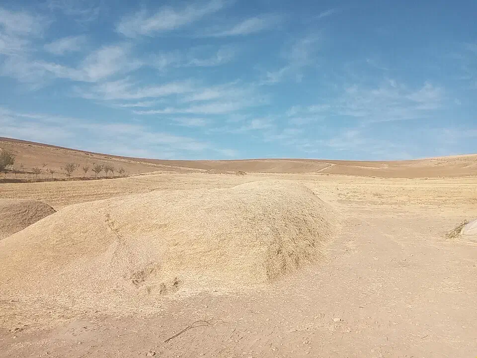 کاه دیم|لوازم جانبی حیوانات|سارال, |دیوار