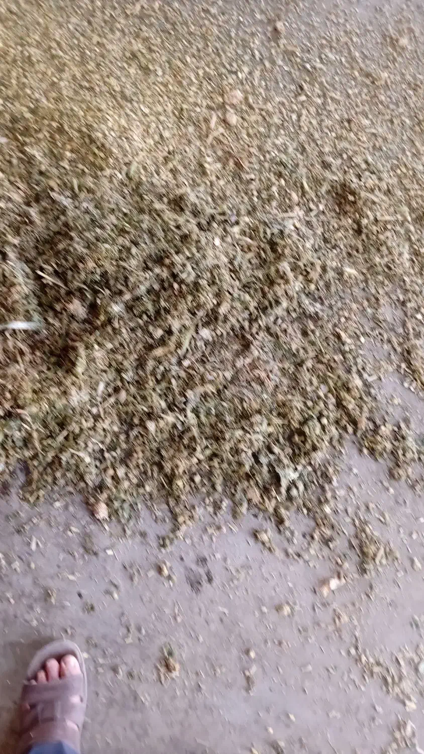 علوفه دام.سیلو|حیوانات مزرعه|دشتابی, |دیوار