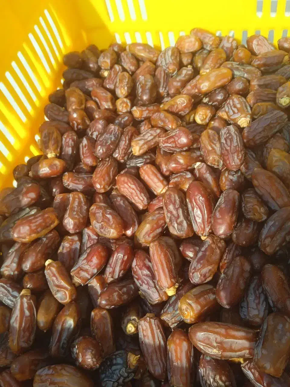 خرمای آجیلی فوق ارگانیک سعمران|خوردنی و آشامیدنی|قم, چهل درخت‎|دیوار