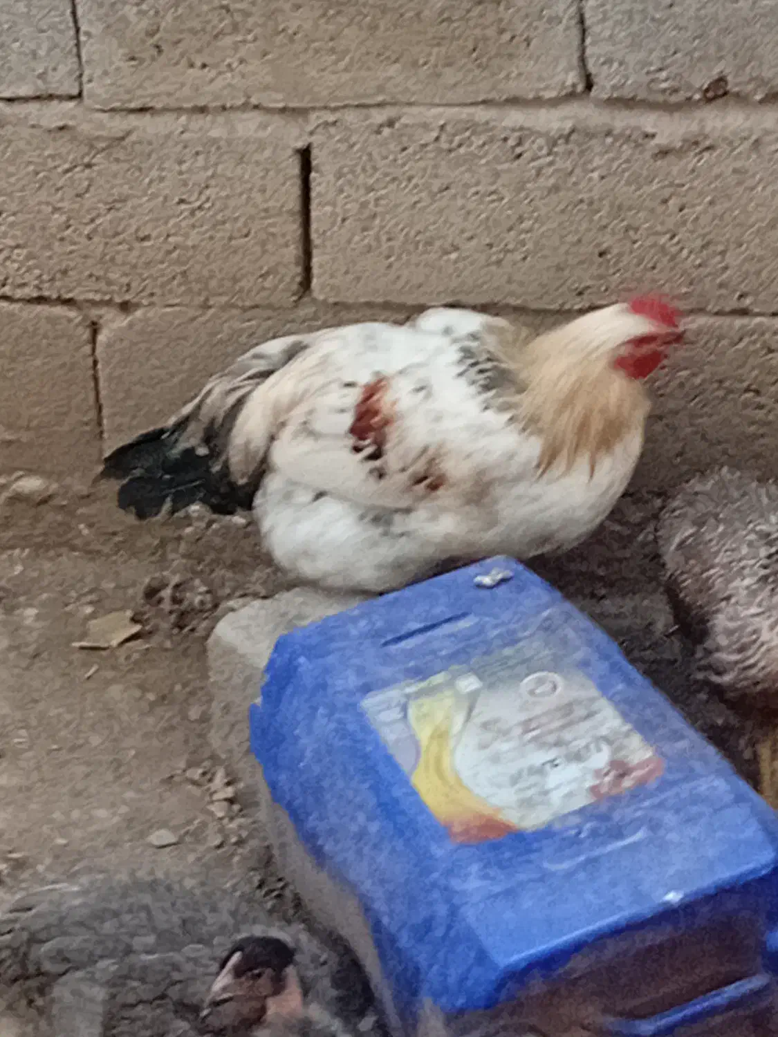 طلا محلی|پرنده|قائم‌شهر, |دیوار