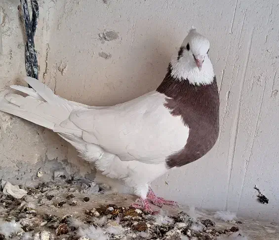 کلفه|پرنده|اردبیل, |دیوار