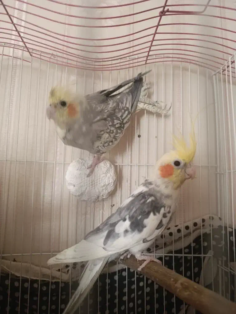 عروس هلندی|پرنده|اسلامشهر, شهرک قائمیه|دیوار