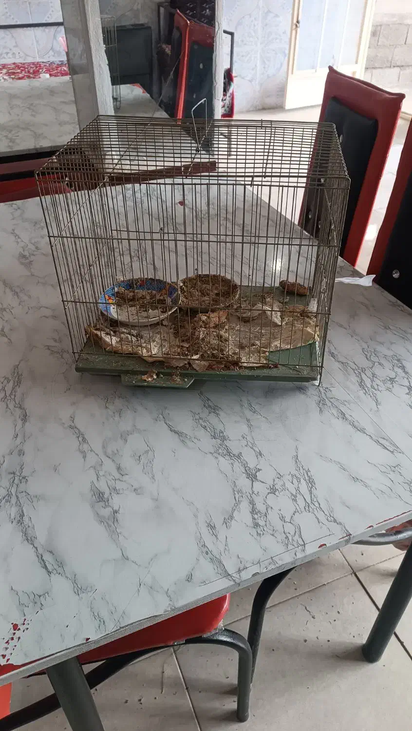 قفس|لوازم جانبی حیوانات|مشگین شهر, |دیوار