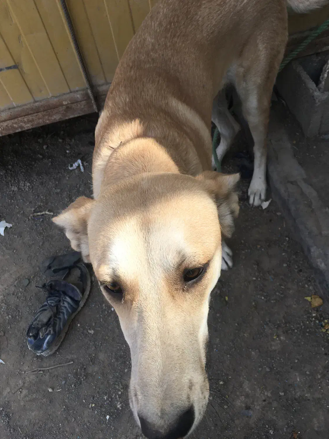 سگ گمشده مژدگانی|حیوانات|کرمان, |دیوار