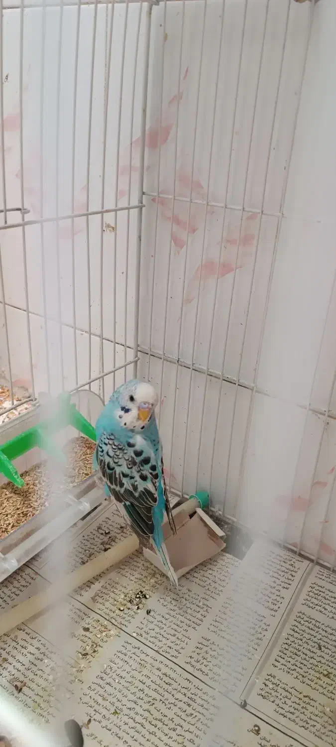 عروس دستی|پرنده|سبزوار, نواب صفوی|دیوار