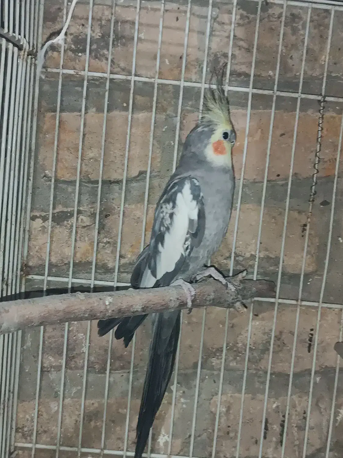 عروس هلندی|پرنده|کهریزک, |دیوار