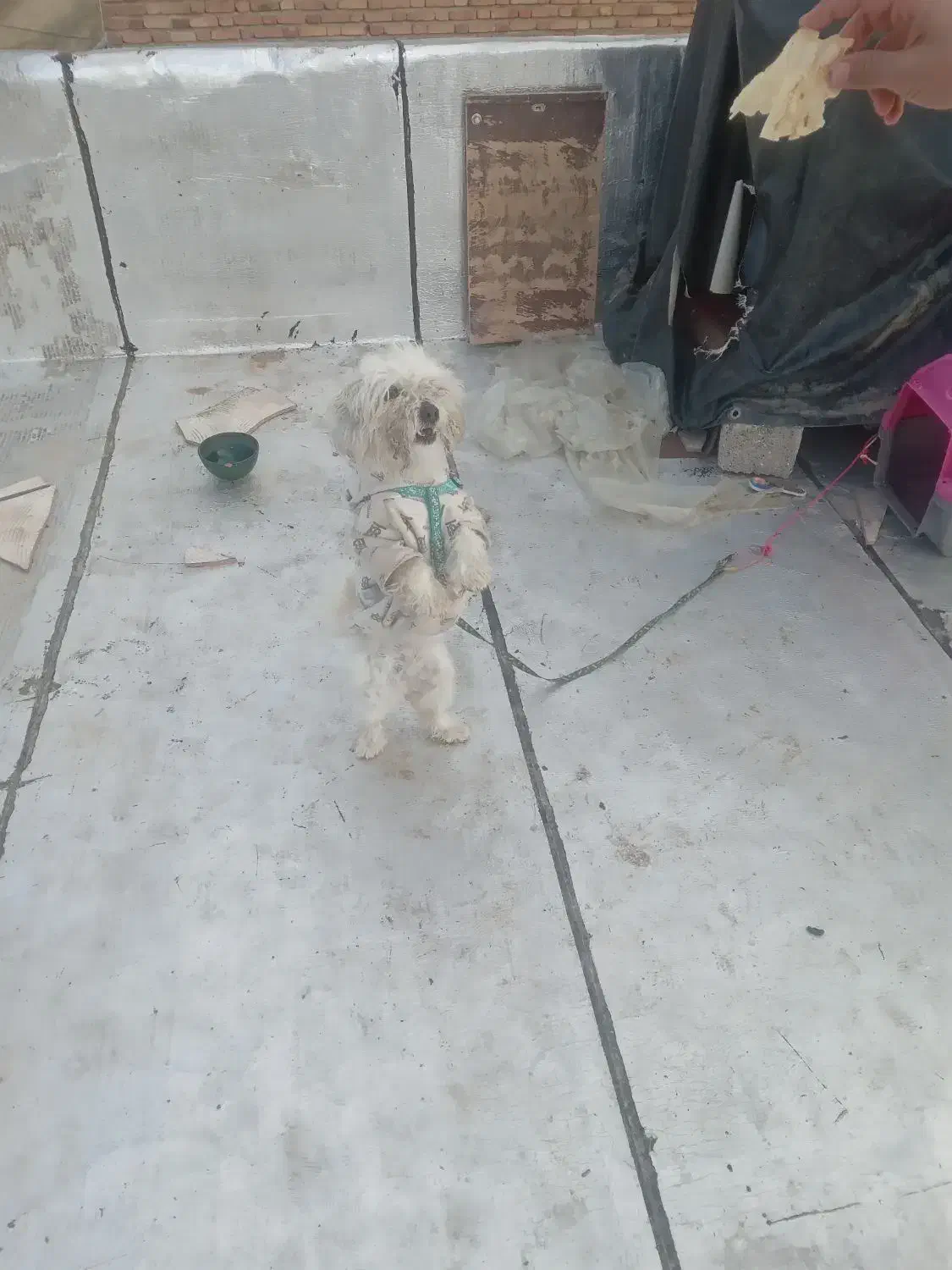 سگ نژاد شیتزو|سگ|سنندج, |دیوار