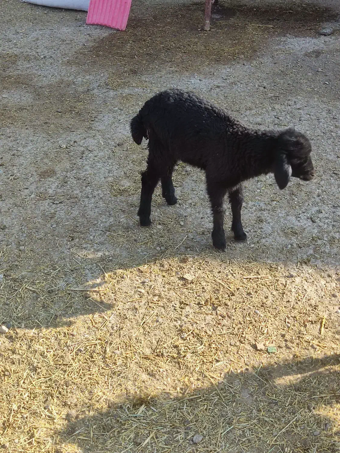 بزغاله.وبره 4200|حیوانات مزرعه|قم, علی آباد سعدگان|دیوار