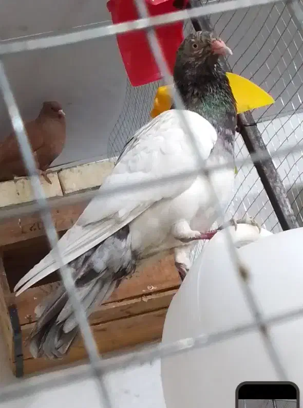 یهودی سرور|پرنده|بهبهان, |دیوار