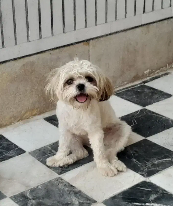 سگ واگذاری رایگان|سگ|بهبهان, |دیوار