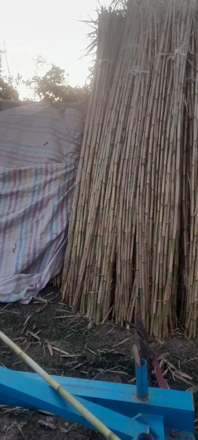 نی درشت|عمدهفروشی|سنگدوین, |دیوار