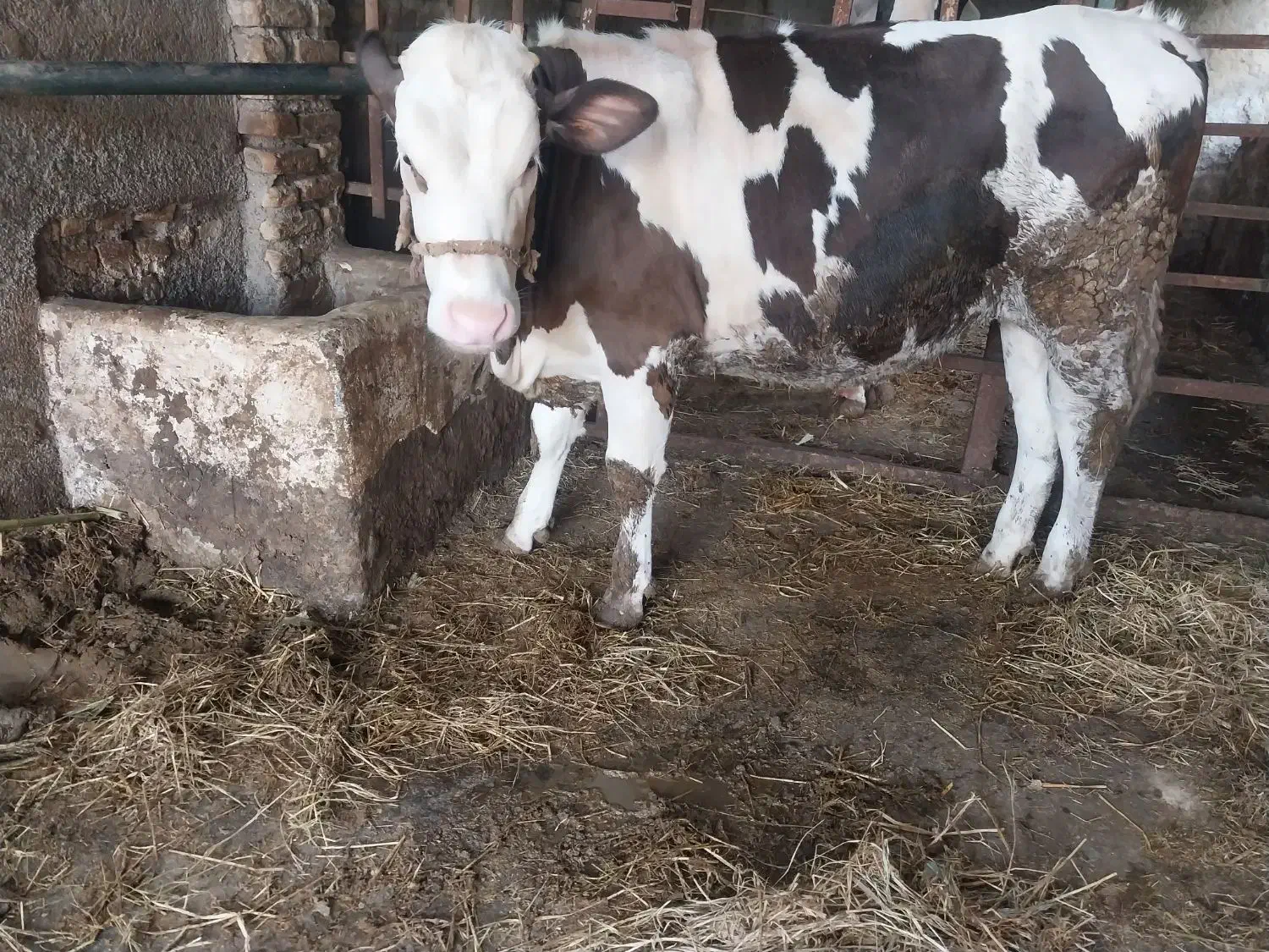 تلیسه ابستن فروشی|حیوانات مزرعه|گرگان, |دیوار