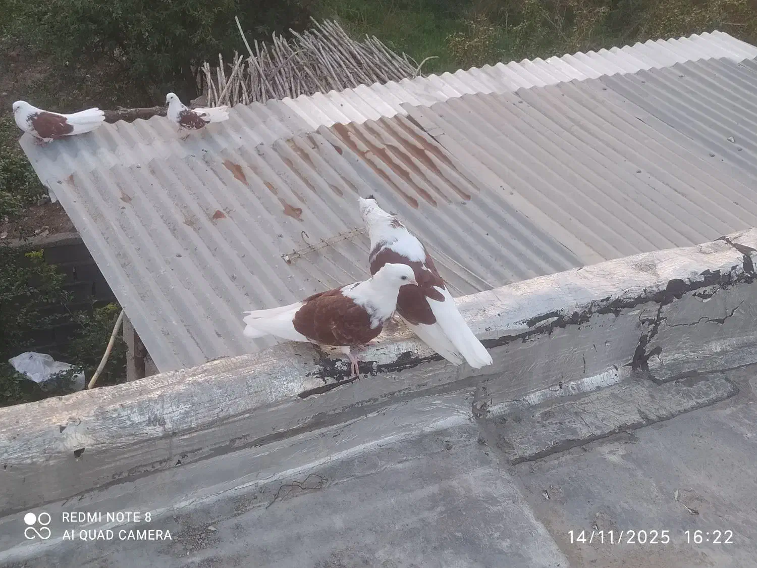 کبوتر نوک ریز تیپی|پرنده|رامیان, |دیوار