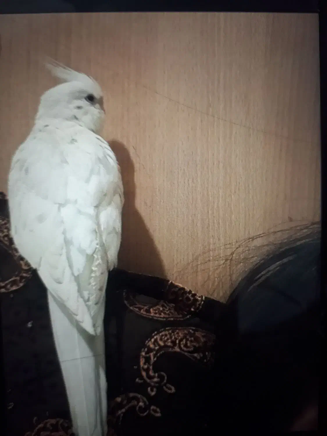 گمشده|حیوانات|نیشابور, مازول|دیوار