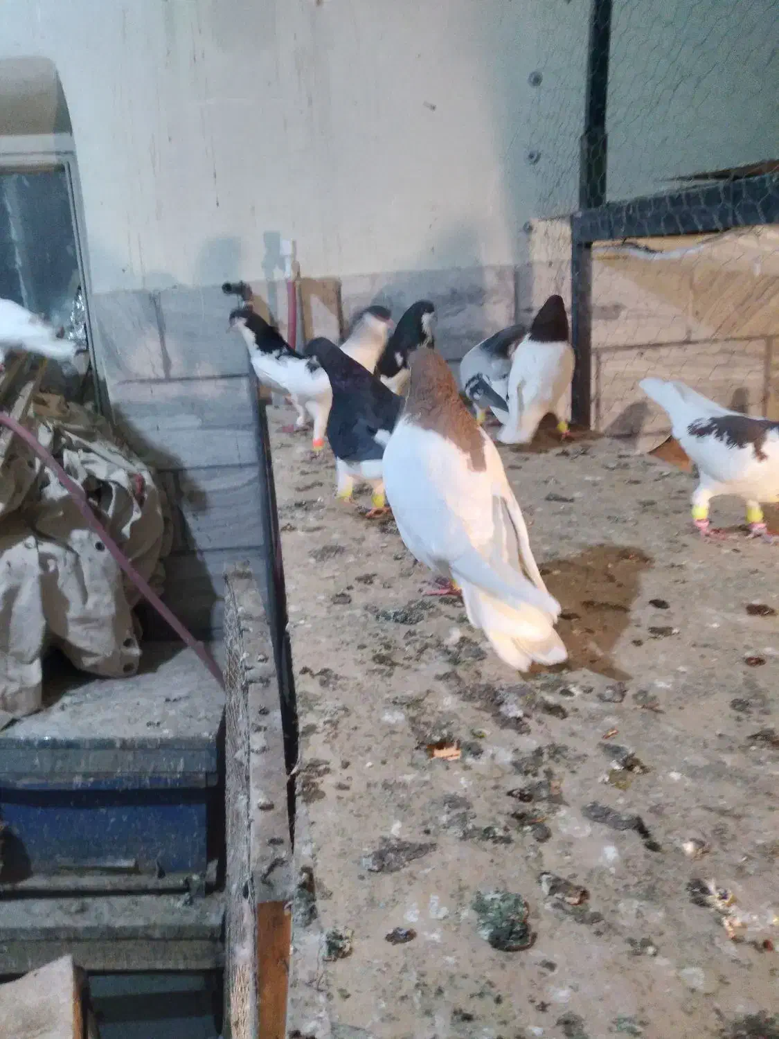 شصتی|پرنده|محمدیه-قزوین, |دیوار