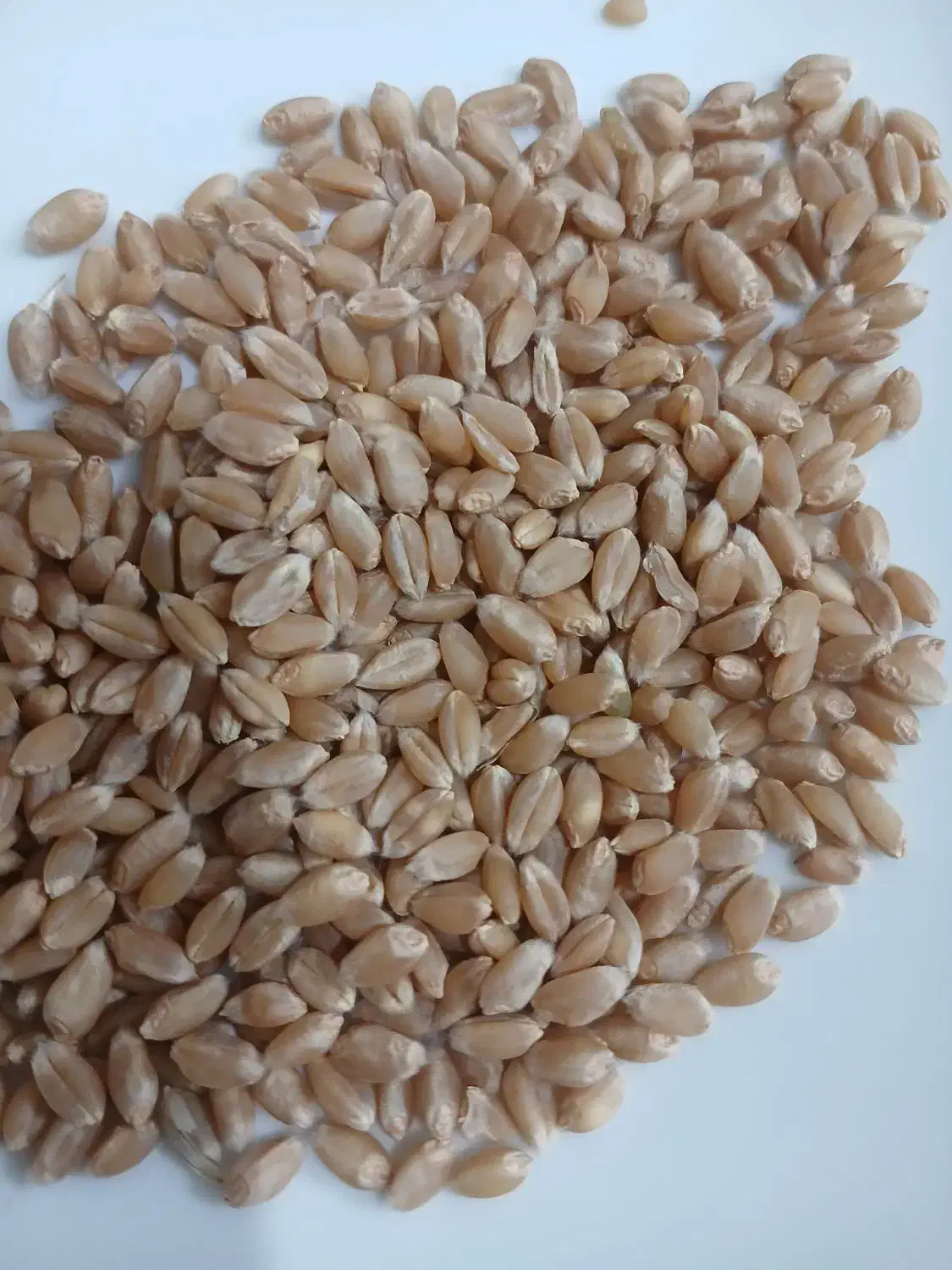 بذر گندم|خدمات باغبانی و درختکاری|دشتابی, |دیوار