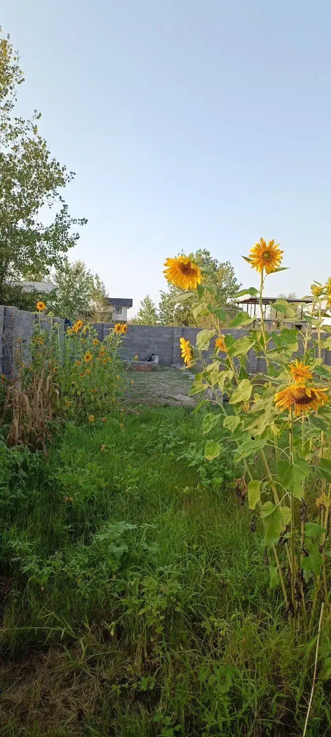۱۵۰متر ساحلی با تمام انشعابات،اقدام به سند|فروش زمین و ملک کلنگی|چاف و چمخاله, |دیوار