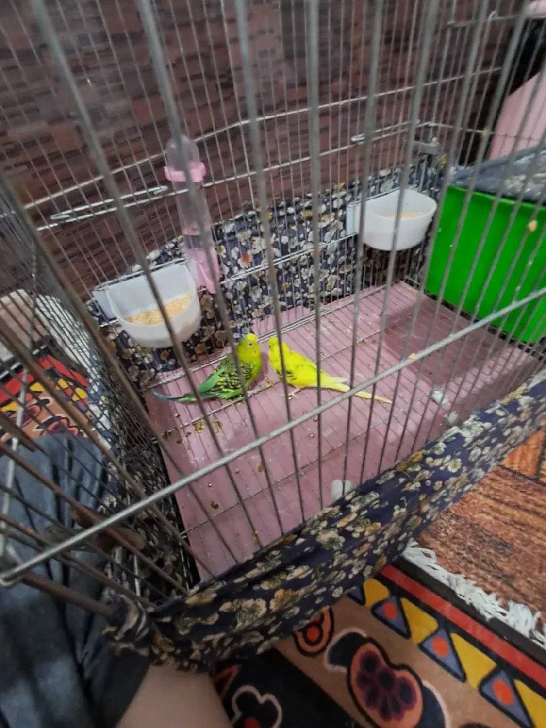 یک جفت مرغ عشق فروش و معاوضه|پرنده|اردبیل, |دیوار