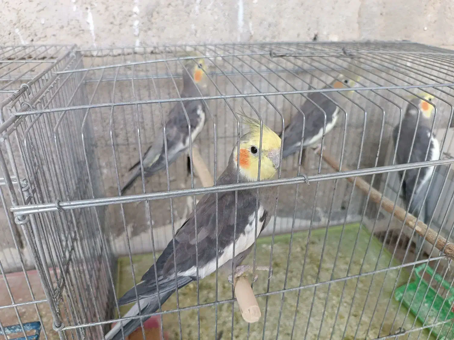 عروس هلندی|پرنده|بندر کنگان, |دیوار