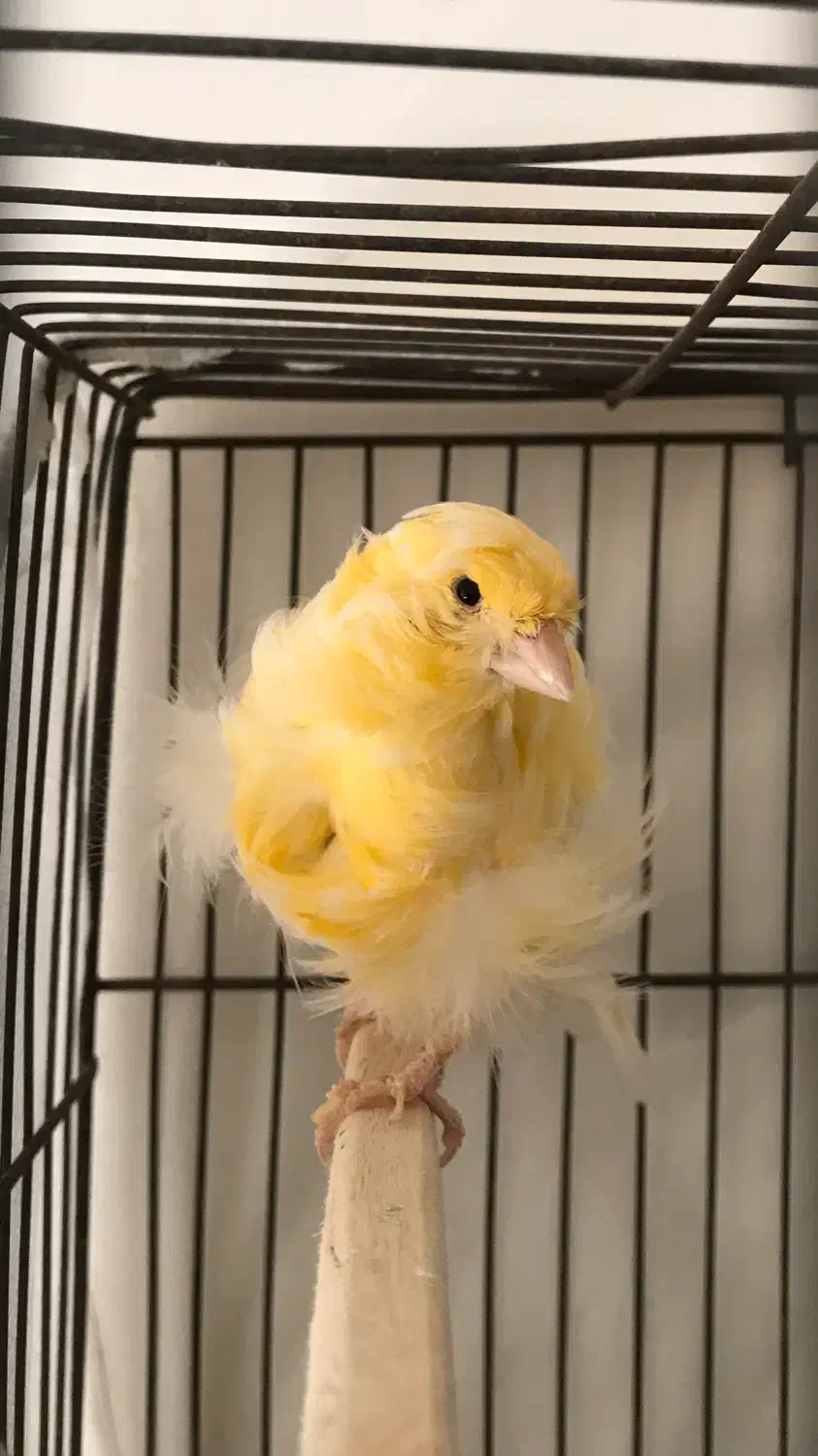 قناری ماده فری|پرنده|سبزوار, هویزه|دیوار