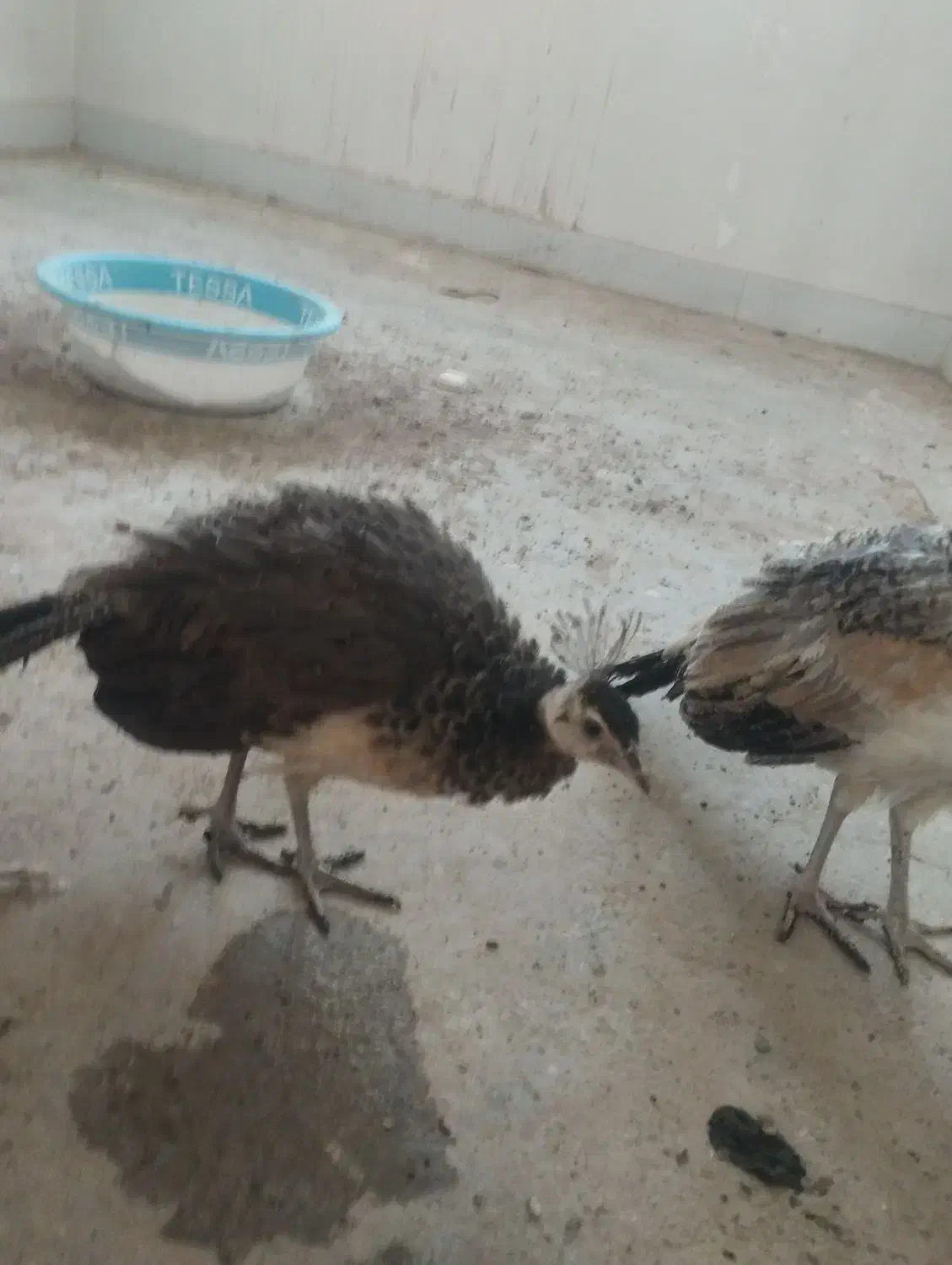 طاووس|پرنده|بیرجند, |دیوار