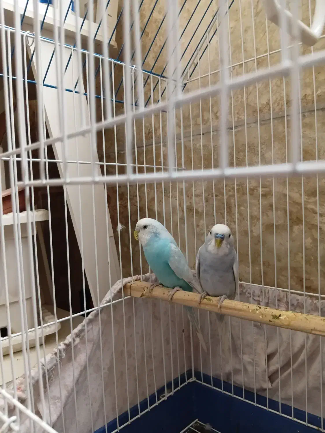 مرغ عشق|پرنده|قم, سالاریه|دیوار