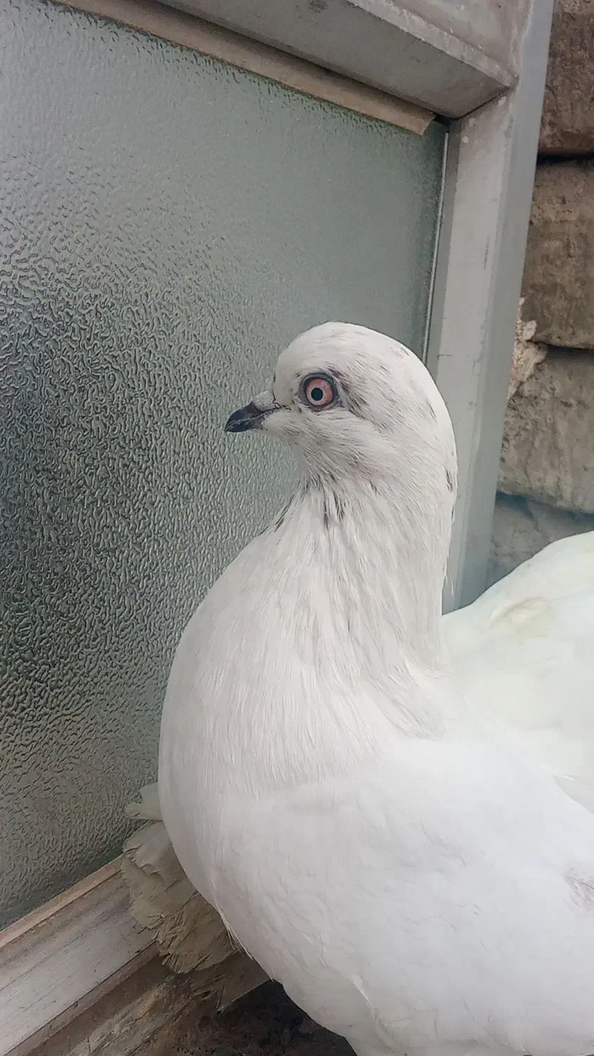 کبوتر نر و ماده|پرنده|پارس‌آباد, |دیوار