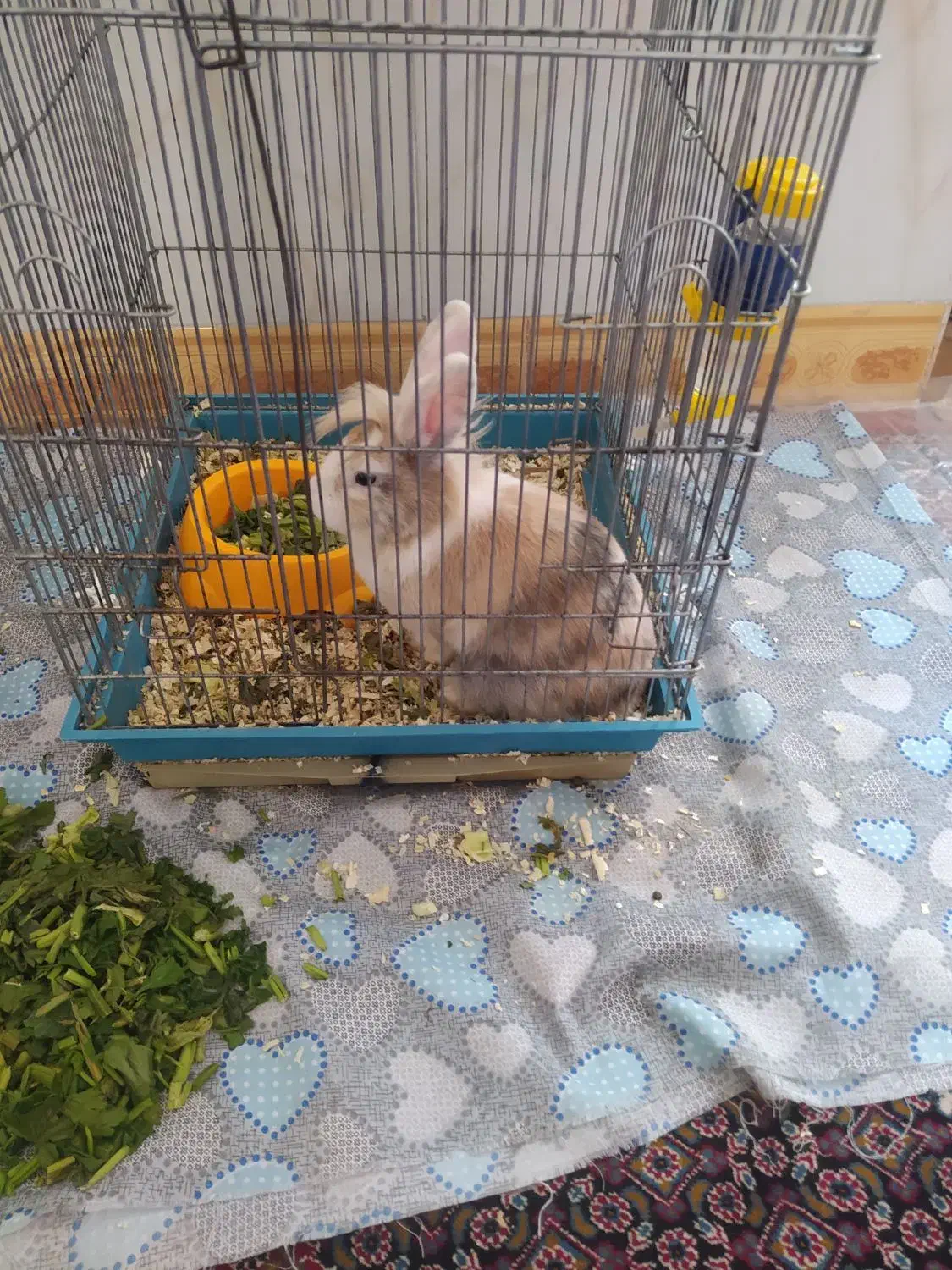 خرگوش|موش و خرگوش|میاندوآب, |دیوار