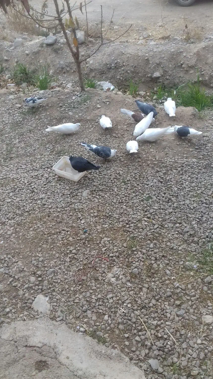 فروش کبوتر|پرنده|یاسوج, |دیوار