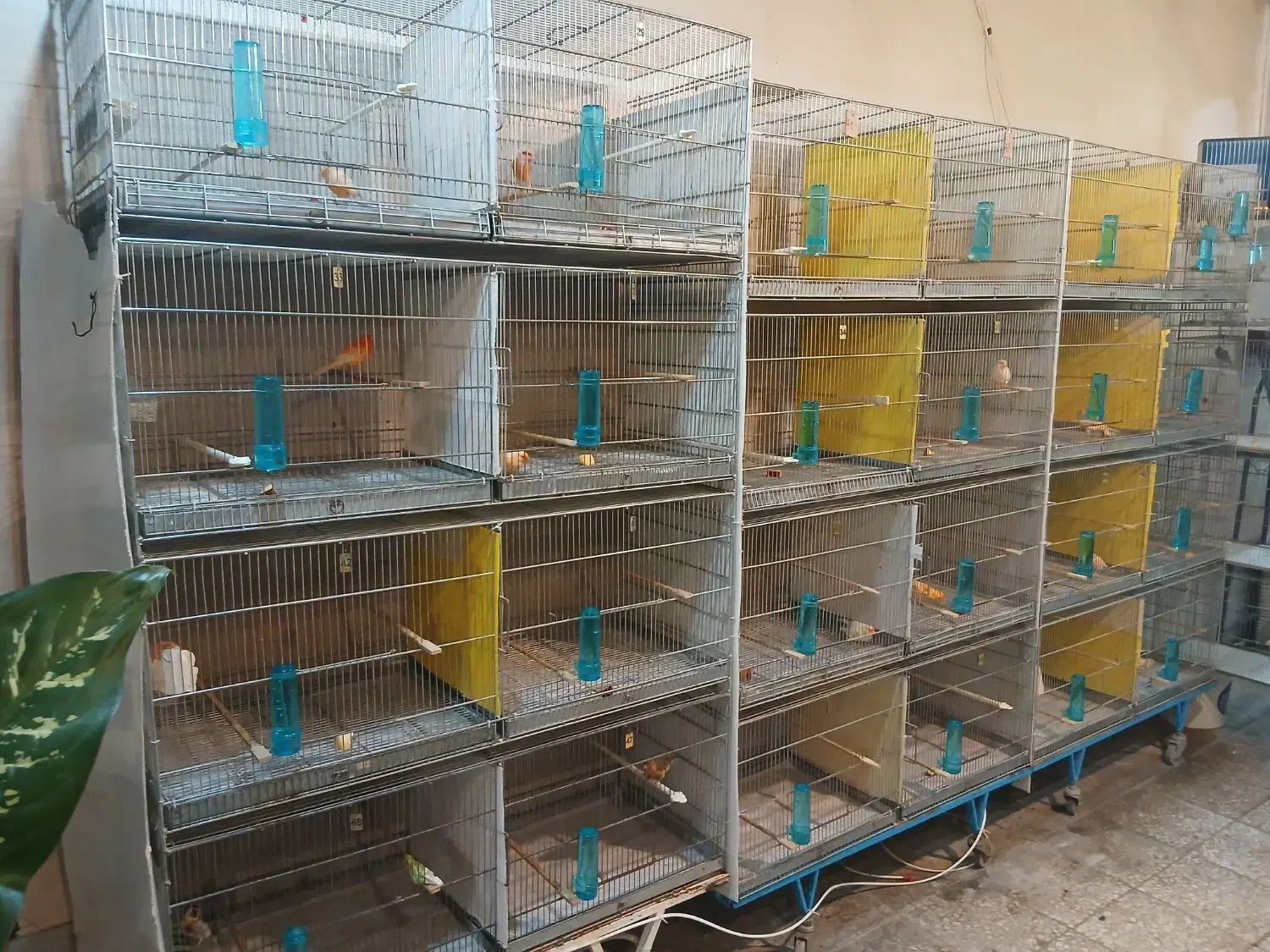 قناری نرتک ،ماده تک ،جفت شده نروماده مست مست|پرنده|ملایر, |دیوار