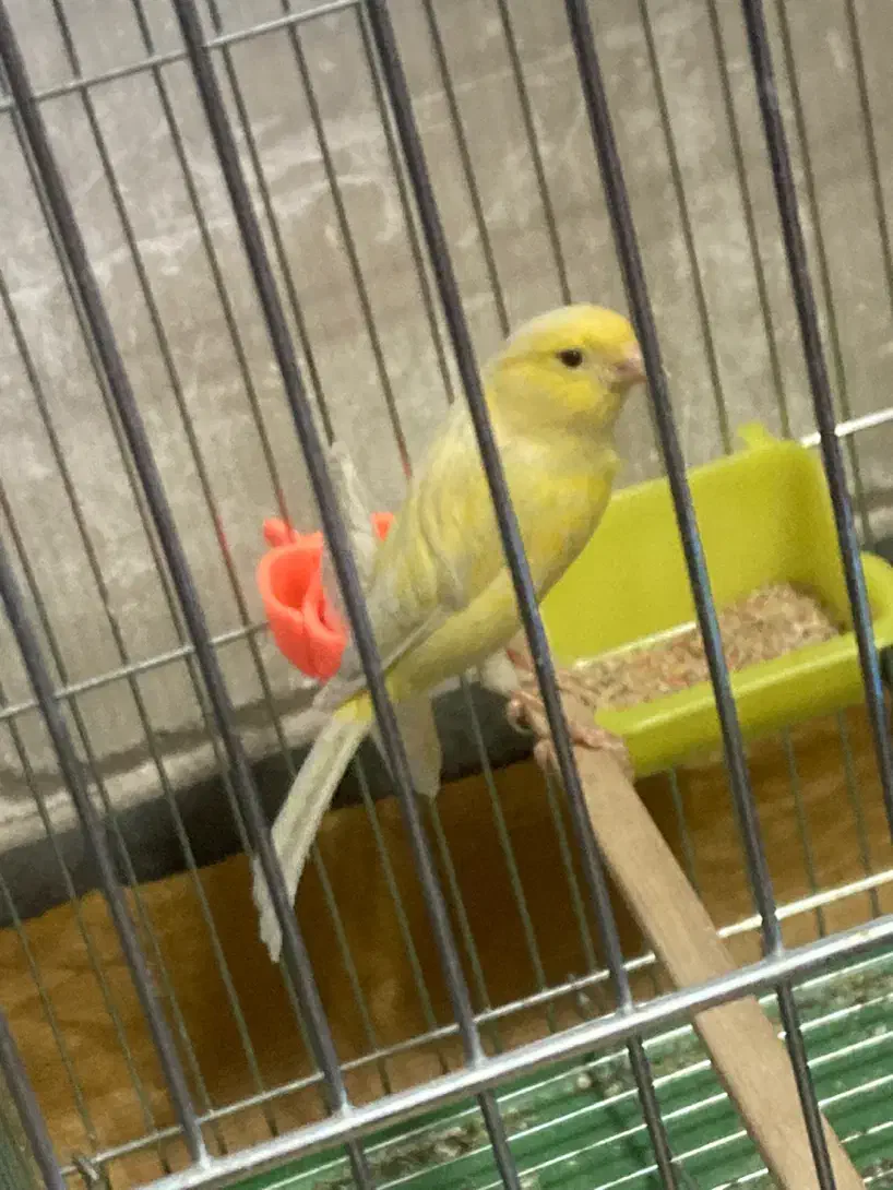 فروشی|پرنده|فولادشهر, A4|دیوار