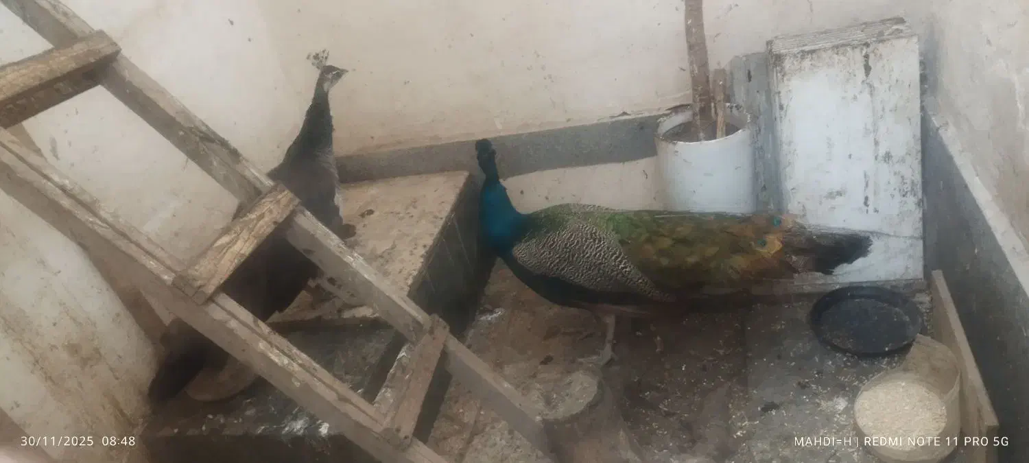 طاووس|پرنده|مشهد, انقلاب|دیوار