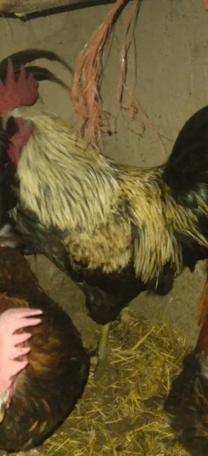 طیورمحلی. بهداشتی|حیوانات مزرعه|خرمدره, |دیوار