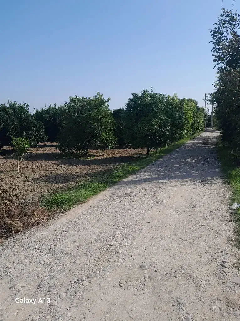 باغ پرتقال|فروش دفتر صنعتی، کشاورزی، تجاری|کیاکلا, |دیوار