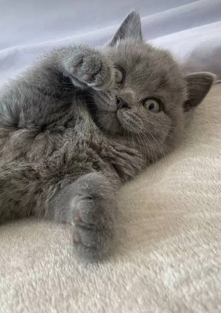 پیشی اسکاتیش/۲ماهه/ فلدآنفلد/شجره دا/آپارتمانی|گربه|فردیس, شهرک ناز|دیوار