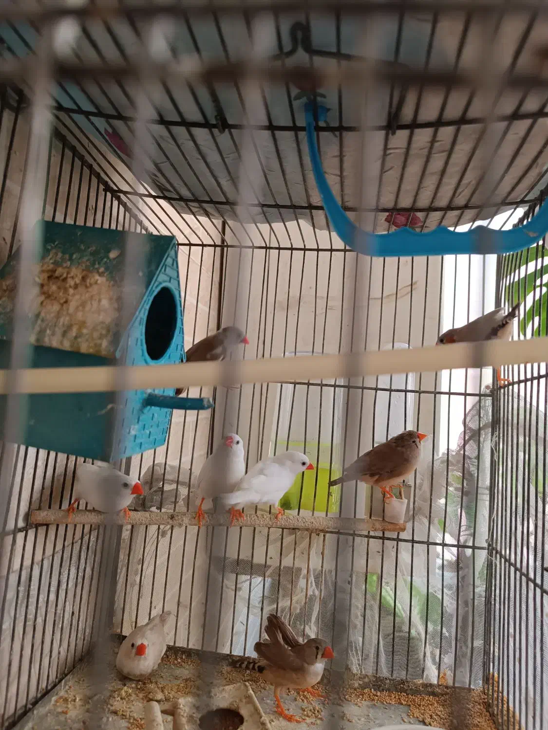 6عدد فنچ|پرنده|ری, فیروزآبادی|دیوار