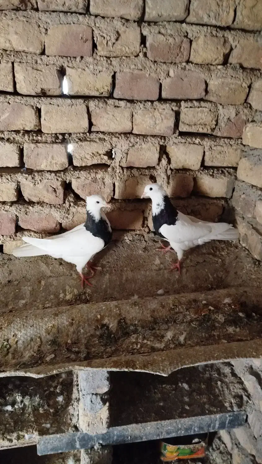 کبوتر رنگی|پرنده|آشخانه, |دیوار