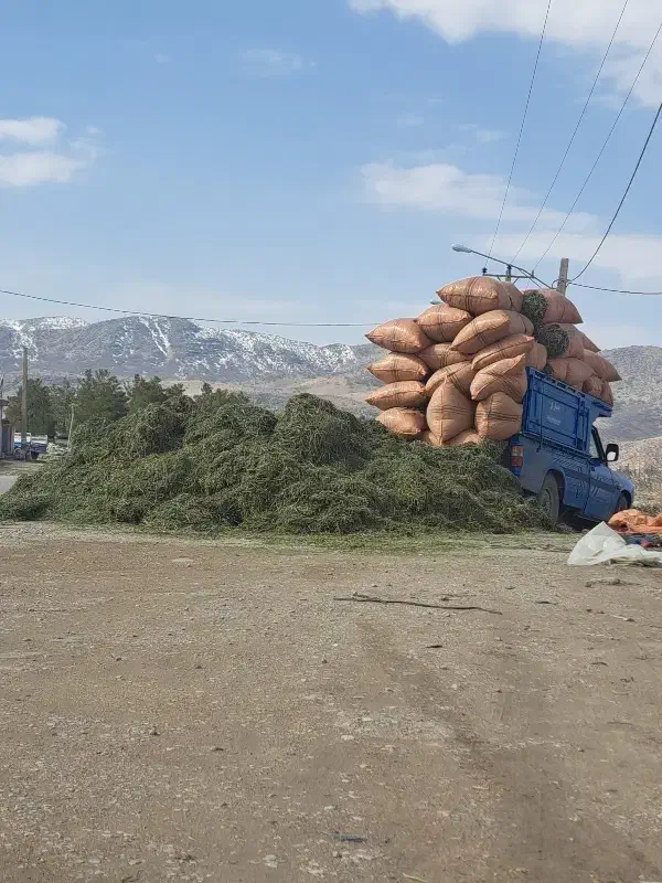 ینجه|عمدهفروشی|یاسوج, |دیوار