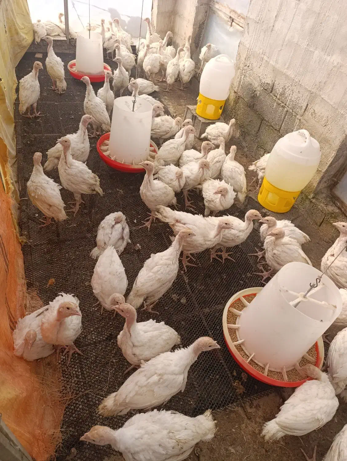 جوجه بوقلمون چهل روزه نژاد بیوتی|حیوانات مزرعه|دابودشت, |دیوار