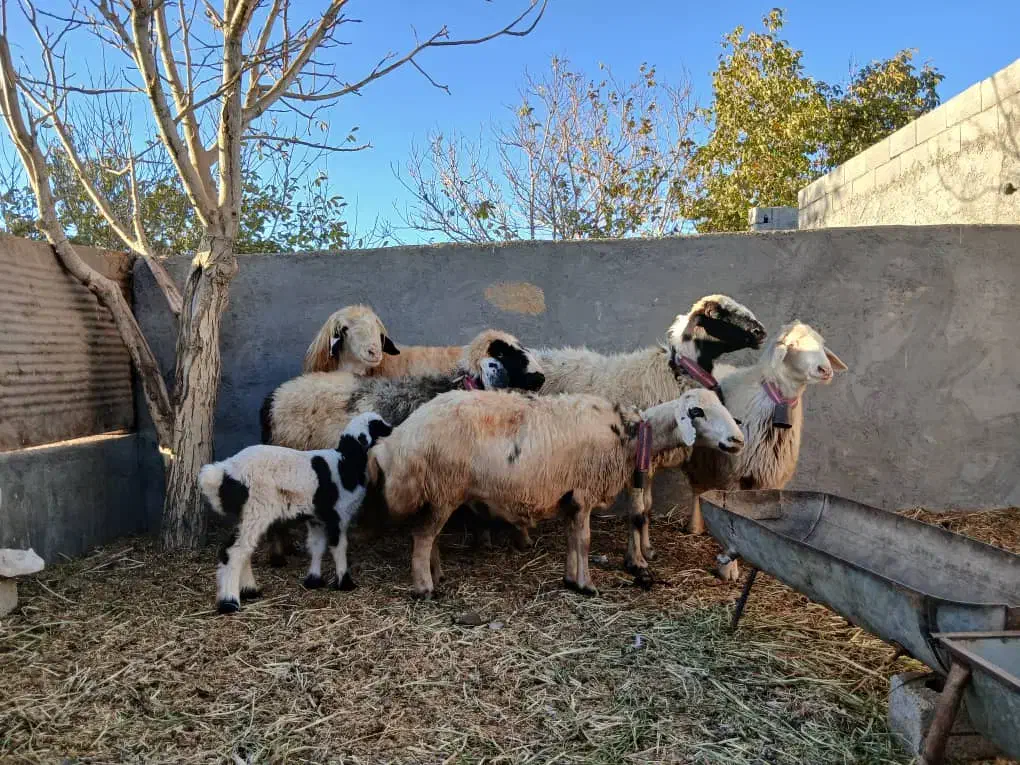 میش داشتی|حیوانات مزرعه|سامان, |دیوار