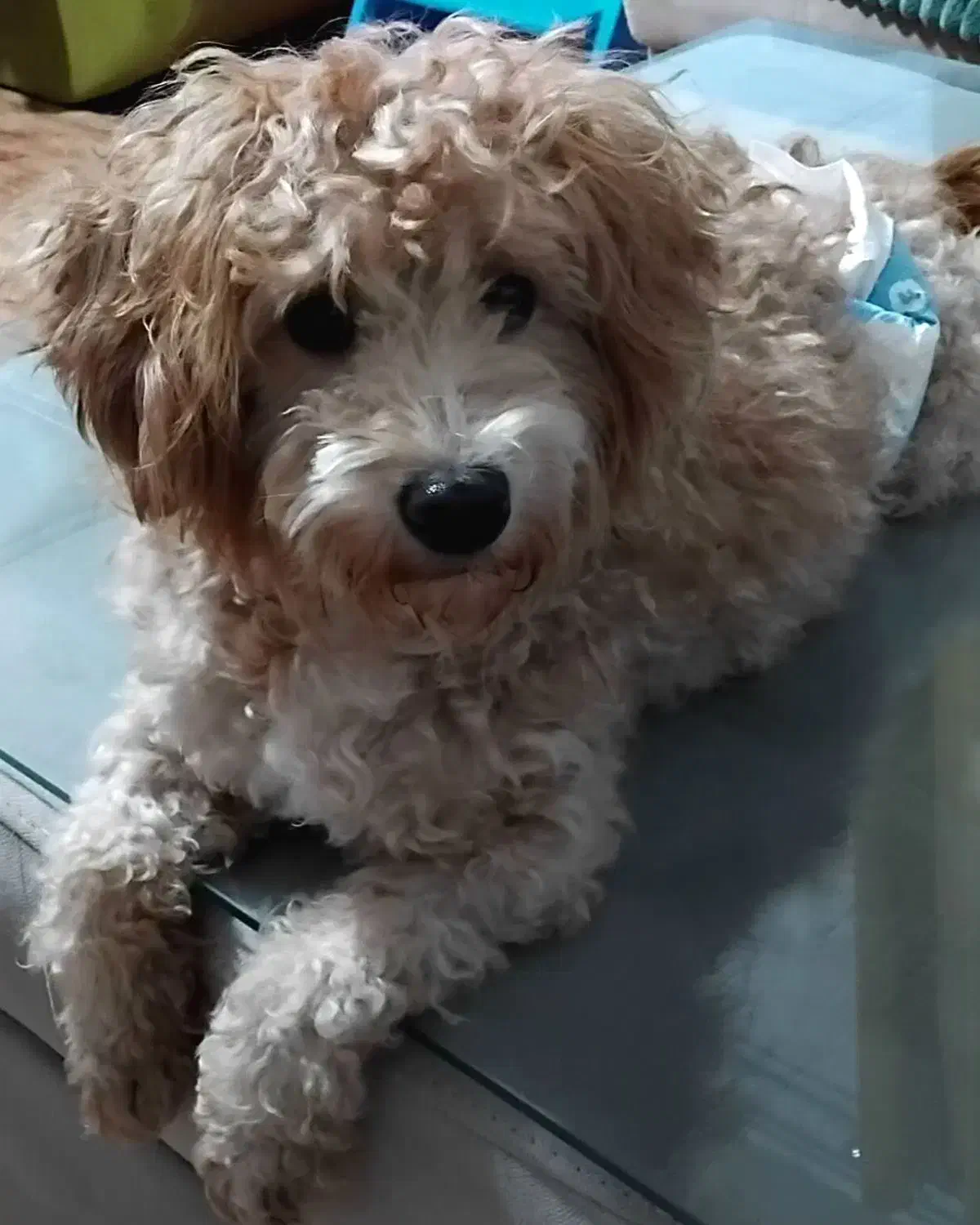 سگ پودل|سگ|بندرعباس, |دیوار